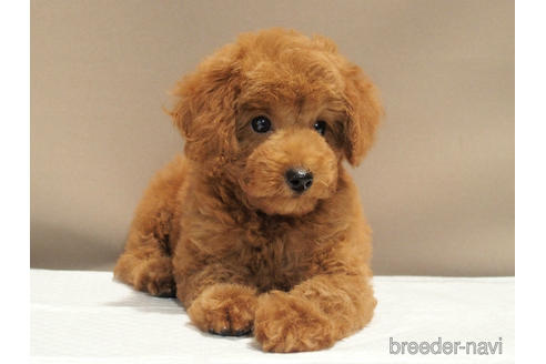 成約済の愛知県のトイプードル-192528の2枚目