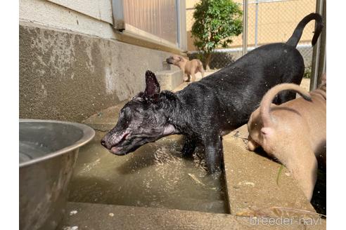 成約済の佐賀県のアメリカンピットブルテリア-182496の83枚目