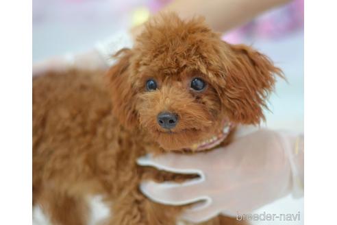 成約済の埼玉県のタイニープードル-171873の7枚目