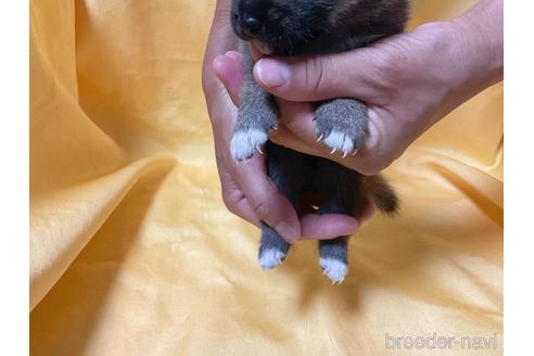 成約済の奈良県の柴犬-192556の4枚目