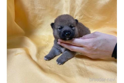 成約済の奈良県の柴犬-192558の1枚目