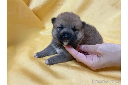 成約済の奈良県の柴犬-192559の1枚目