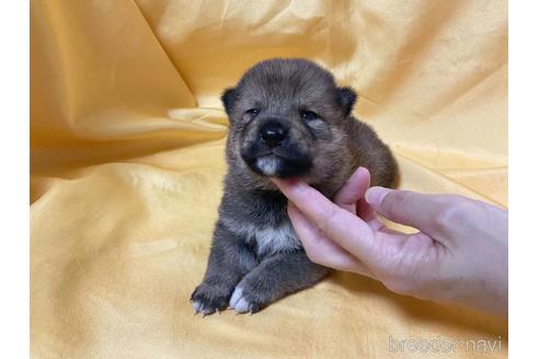 成約済の奈良県の柴犬-192560の1枚目