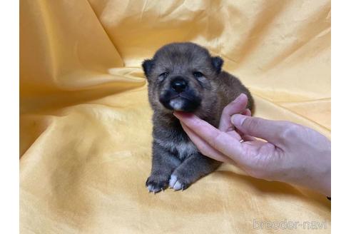 成約済の奈良県の柴犬-192560の2枚目