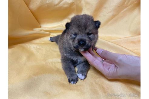 成約済の奈良県の柴犬-192560の5枚目