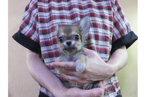 成約済の愛知県のチワワ(ロングコート)-180155の33枚目