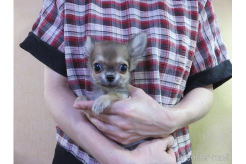 成約済の愛知県のチワワ(ロングコート)-180155の31枚目