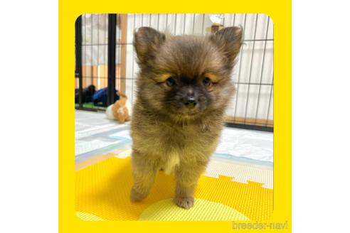 成約済の京都府のミックス犬-192580の19枚目