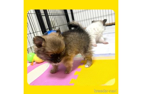 成約済の京都府のミックス犬-192580の14枚目