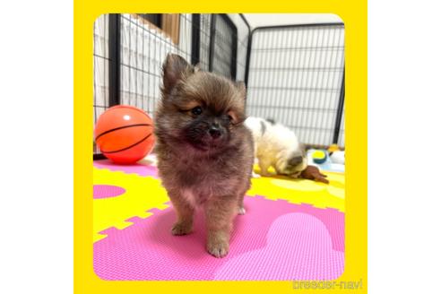 成約済の京都府のミックス犬-192580の13枚目