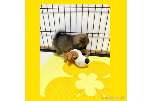 成約済の京都府のミックス犬-192580の8枚目