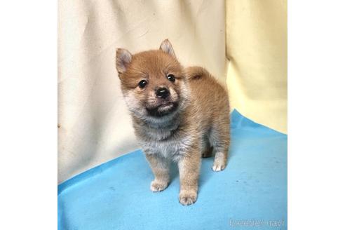 成約済の茨城県のミックス犬-191255の2枚目