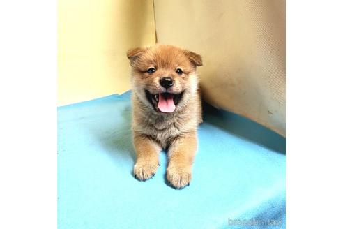 成約済の茨城県のミックス犬-191252の1枚目