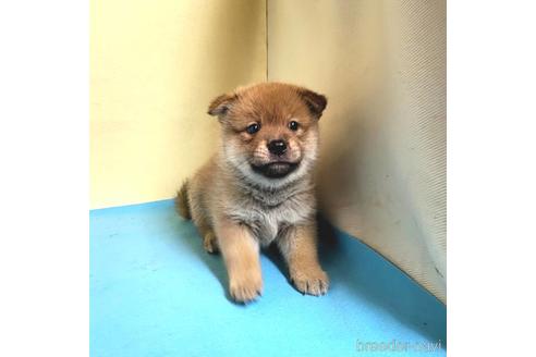 成約済の茨城県のミックス犬-191252の4枚目