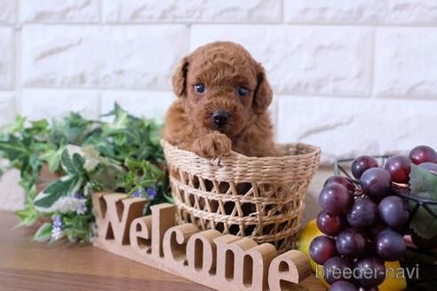 成約済の滋賀県のトイプードル-192605