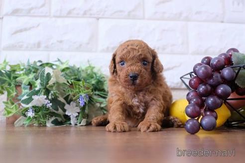成約済の滋賀県のトイプードル-192605の4枚目