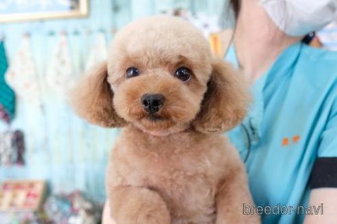 成約済の滋賀県のトイプードル-192605の2枚目