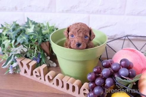 成約済の滋賀県のトイプードル-192615の1枚目