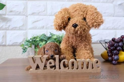 成約済の滋賀県のトイプードル-192615の4枚目