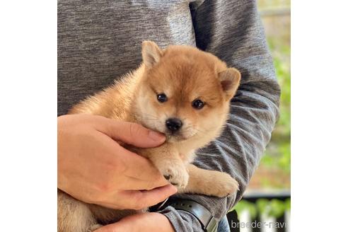 成約済の高知県の豆柴-192643の1枚目