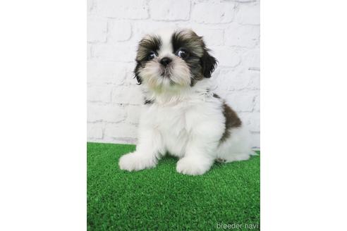 成約済の大阪府のシーズー-192627の3枚目