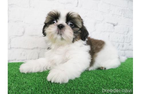 成約済の大阪府のシーズー-192627の2枚目