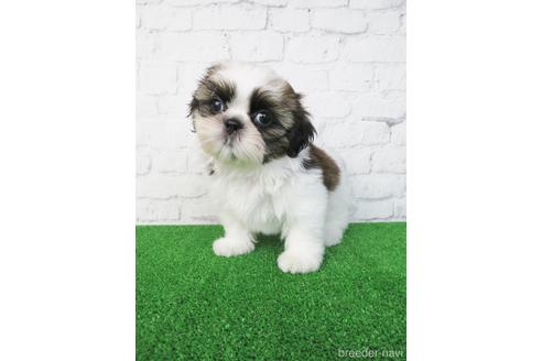 成約済の大阪府のシーズー-192627の1枚目