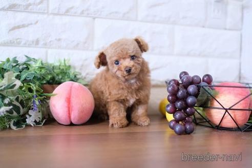 成約済の滋賀県のトイプードル-190474