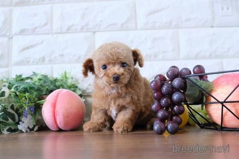 成約済の滋賀県のトイプードル-190474の6枚目