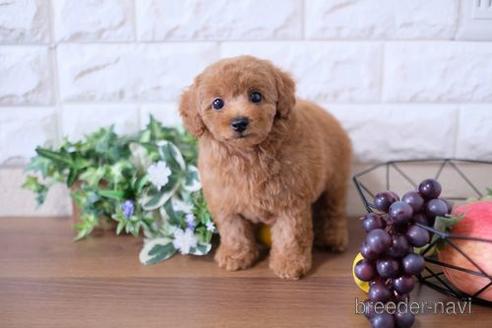 成約済の滋賀県のトイプードル-190479の1枚目