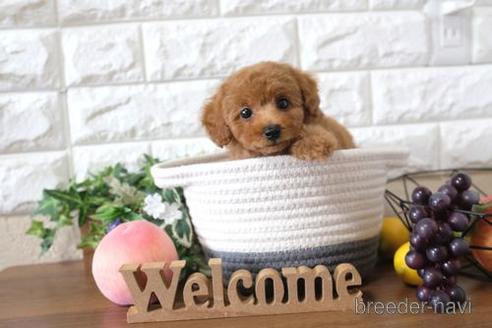 成約済の滋賀県のトイプードル-190479の6枚目