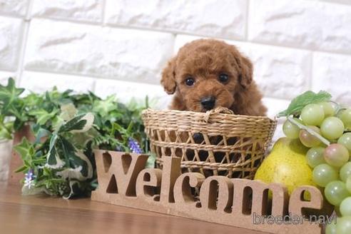 成約済の滋賀県のトイプードル-190479の3枚目