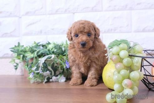 成約済の滋賀県のトイプードル-190479の2枚目
