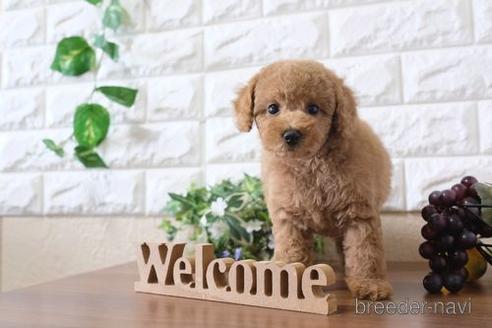 成約済の滋賀県のトイプードル-190483の1枚目