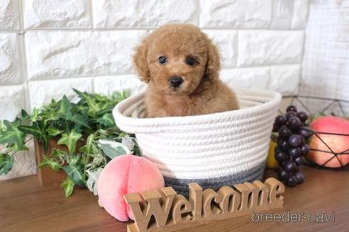 成約済の滋賀県のトイプードル-190483の4枚目