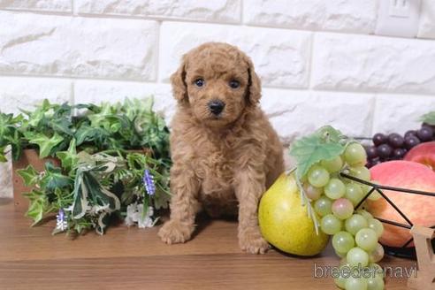 成約済の滋賀県のトイプードル-190483の3枚目