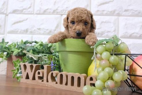 成約済の滋賀県のトイプードル-190483の2枚目