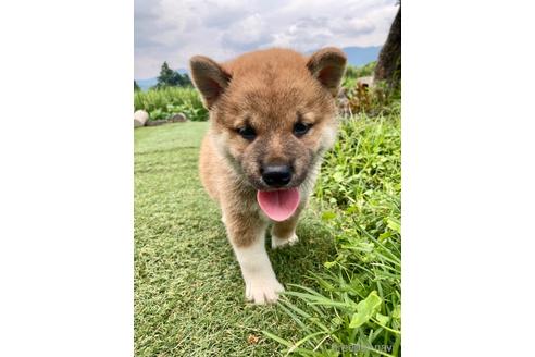 成約済の福井県の柴犬-189463の5枚目