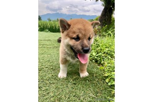 成約済の福井県の柴犬-189463の3枚目