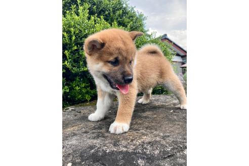 成約済の福井県の柴犬-189463の4枚目