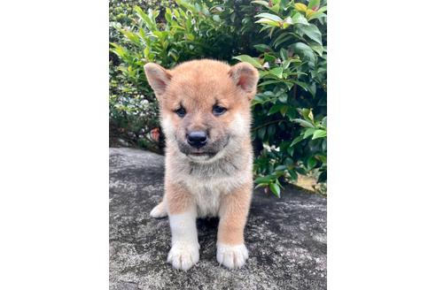 成約済の福井県の柴犬-189463の2枚目