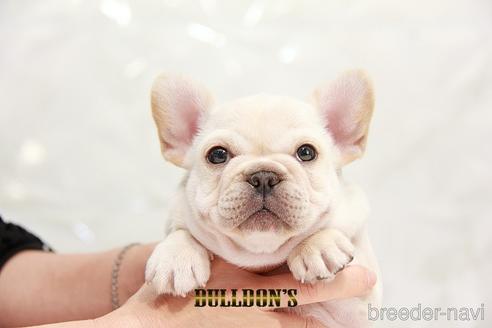 成約済の東京都のフレンチブルドッグ-192704