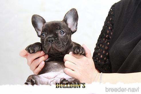 成約済の東京都のフレンチブルドッグ-192706