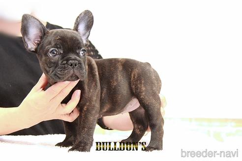 成約済の東京都のフレンチブルドッグ-192706の3枚目