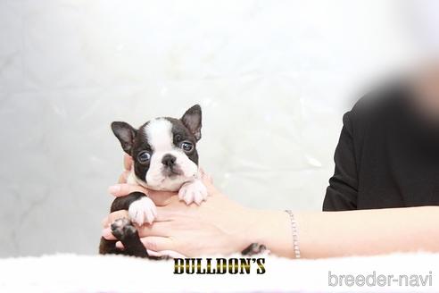 成約済の東京都のボストンテリア-192707の1枚目