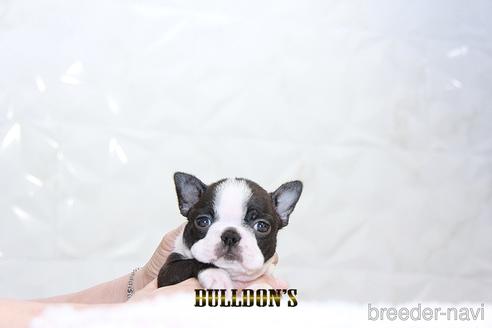 成約済の東京都のボストンテリア-192707の5枚目