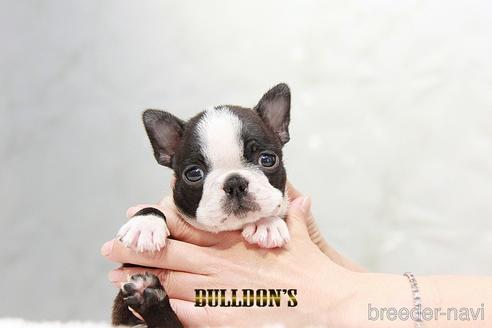 成約済の東京都のボストンテリア-192707の4枚目