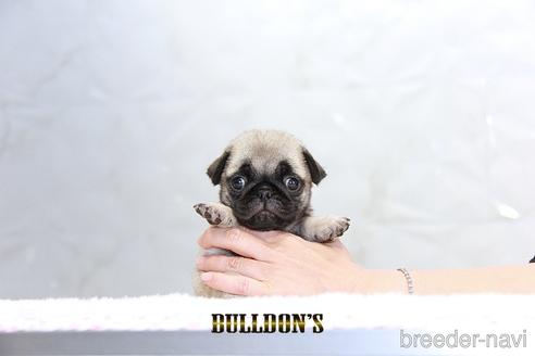 成約済の東京都のパグ-192710の1枚目