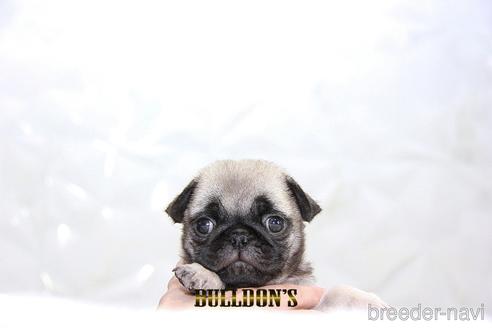 成約済の東京都のパグ-192710の4枚目