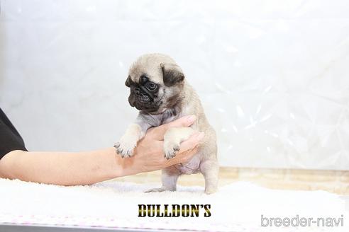 成約済の東京都のパグ-192710の3枚目